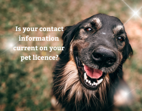 Pet Licences.png
